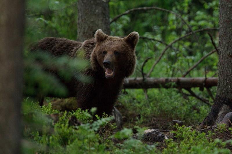 Young mother bear