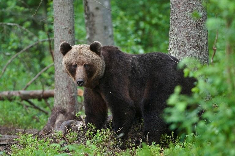 Mother bear