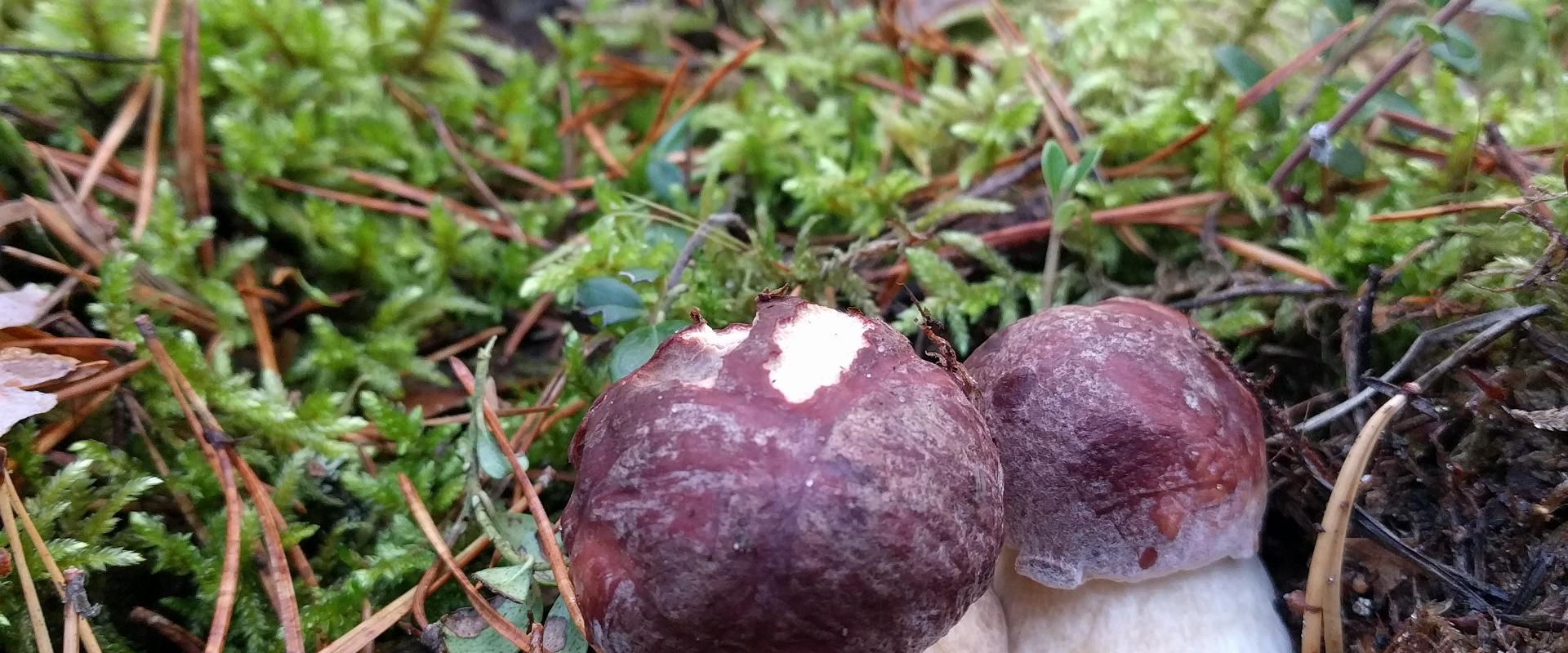 Adventure trips for mushroom lovers in Pärnu County