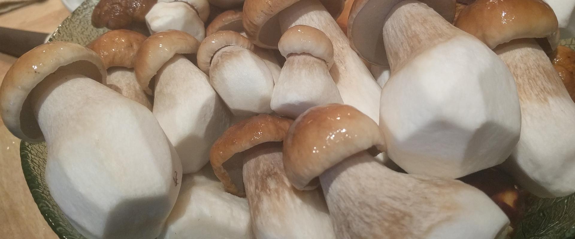Adventure trips for mushroom lovers in Pärnu County