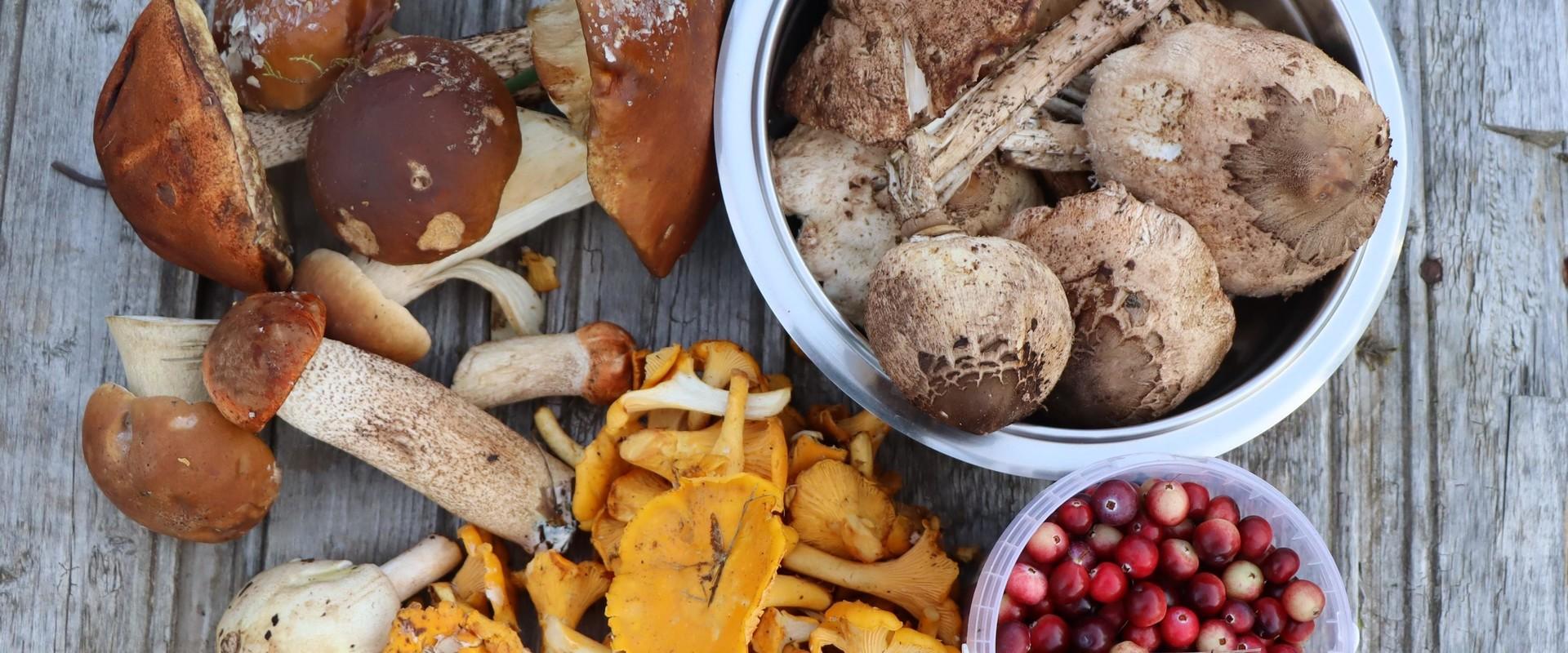 Nature Tours in Estonia – berry and mushroom picking trips in the Peipsiveere Nature Reserve