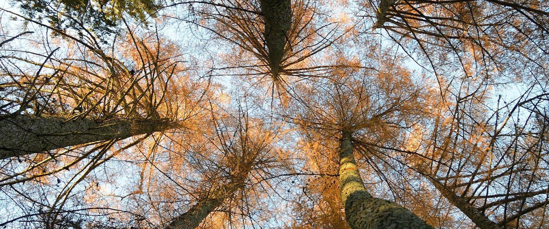 Sangaste mõisa dendropark